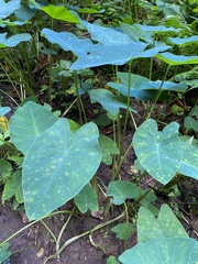 Colocasia