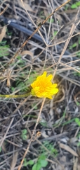 Crepis sancta