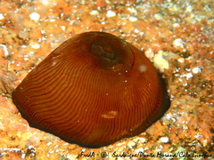 Actinia striata