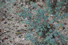 Euphorbia cinerascens