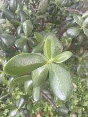 Crassula ovata