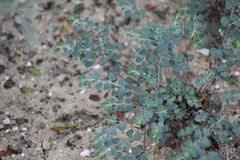 Euphorbia cinerascens