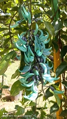 Strongylodon macrobotrys