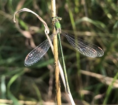 Lestes virens vestalis