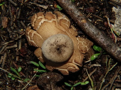 Geastrum triplex