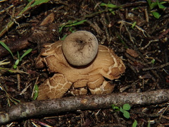 Geastrum triplex