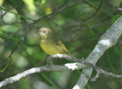 Oporornis agilis