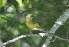 Oporornis agilis