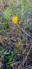Crepis sancta