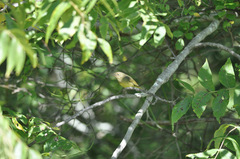 Oporornis agilis