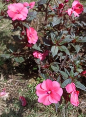 Impatiens hawkeri