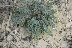Euphorbia cinerascens