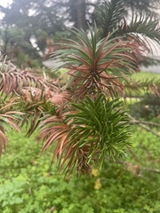 Araucariaceae