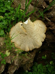 Lentinus