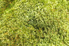 Polytrichum commune