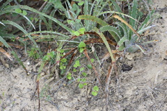 Acleisanthes obtusa