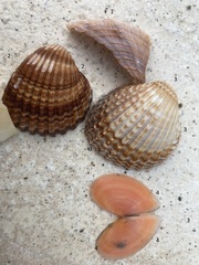 Acanthocardia echinata