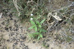 Florestina tripteris