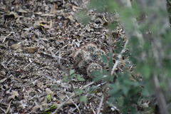 Escobaria emskoetteriana