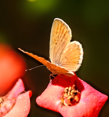 Zizeeria knysna