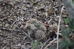 Escobaria emskoetteriana