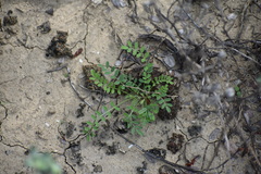 Astragalus emoryanus