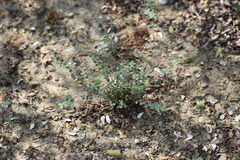 Euphorbia cinerascens