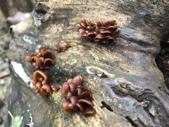 Dacryopinax elegans