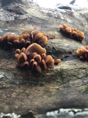 Dacryopinax elegans