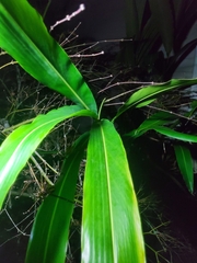 Alpinia zerumbet