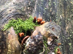 Dacryopinax elegans