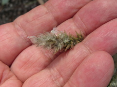 Enneapogon nigricans