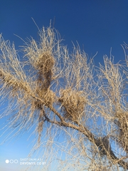 Haloxylon