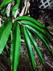 Alpinia caerulea