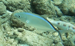 Caranx ruber