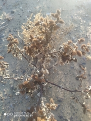 Xanthium orientale riparium