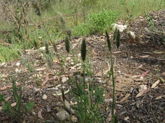 Enneapogon nigricans