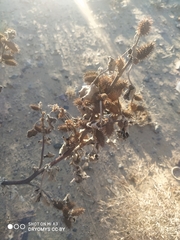Xanthium orientale riparium