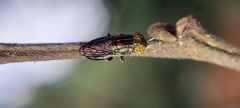 Diptera