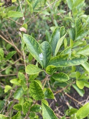 Forestiera segregata