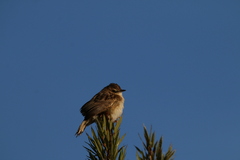 Cisticola juncidis