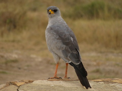 Melierax poliopterus