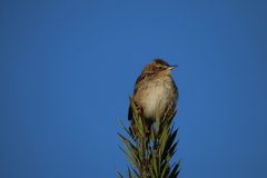 Cisticola juncidis