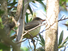 Myiarchus swainsoni