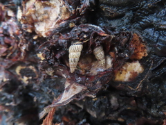 Cochlicella