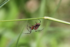 Alpaida gallardoi