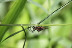 Alpaida gallardoi