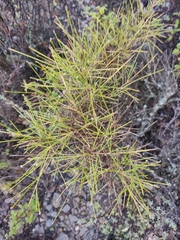 Genista umbellata