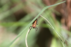 Alpaida gallardoi