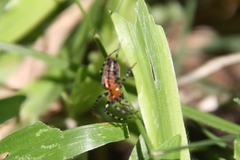 Alpaida gallardoi